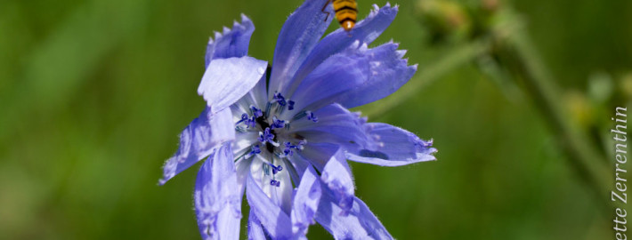 Chicory flower