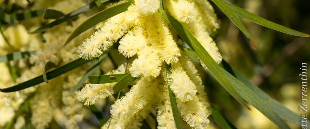 Wattle