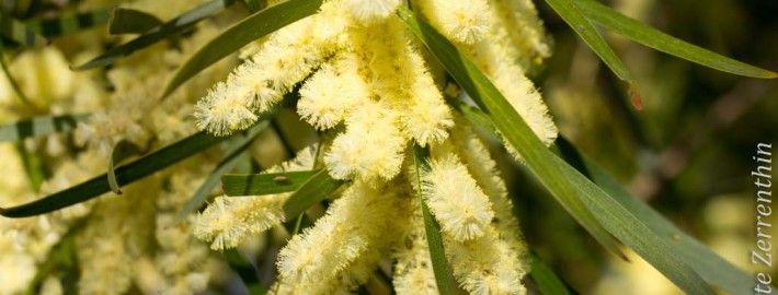 Wattle