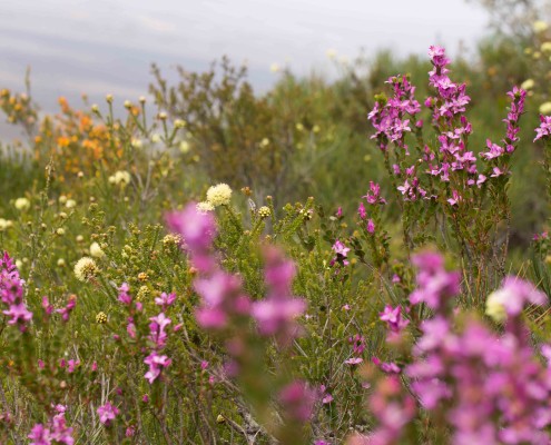 Flower field Stirling Ranges