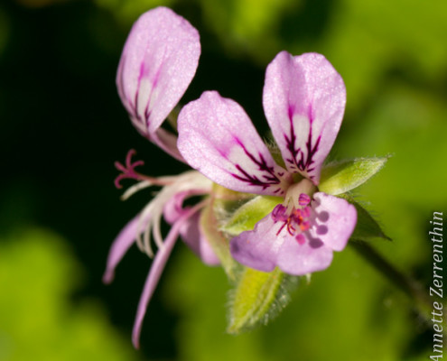 Rose Geranium