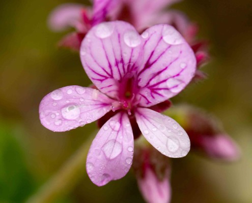 Pelargonium