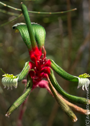 On Kangaroo Paw Flower Of Life Kinesiology