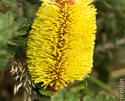 Yellow Cut-Leaf Banksia