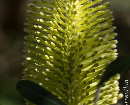 Coast Banksia