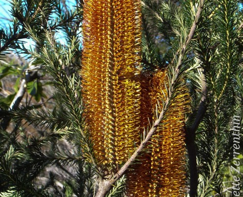 Heath Banksia