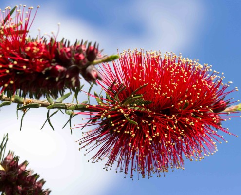 Bottlebrush