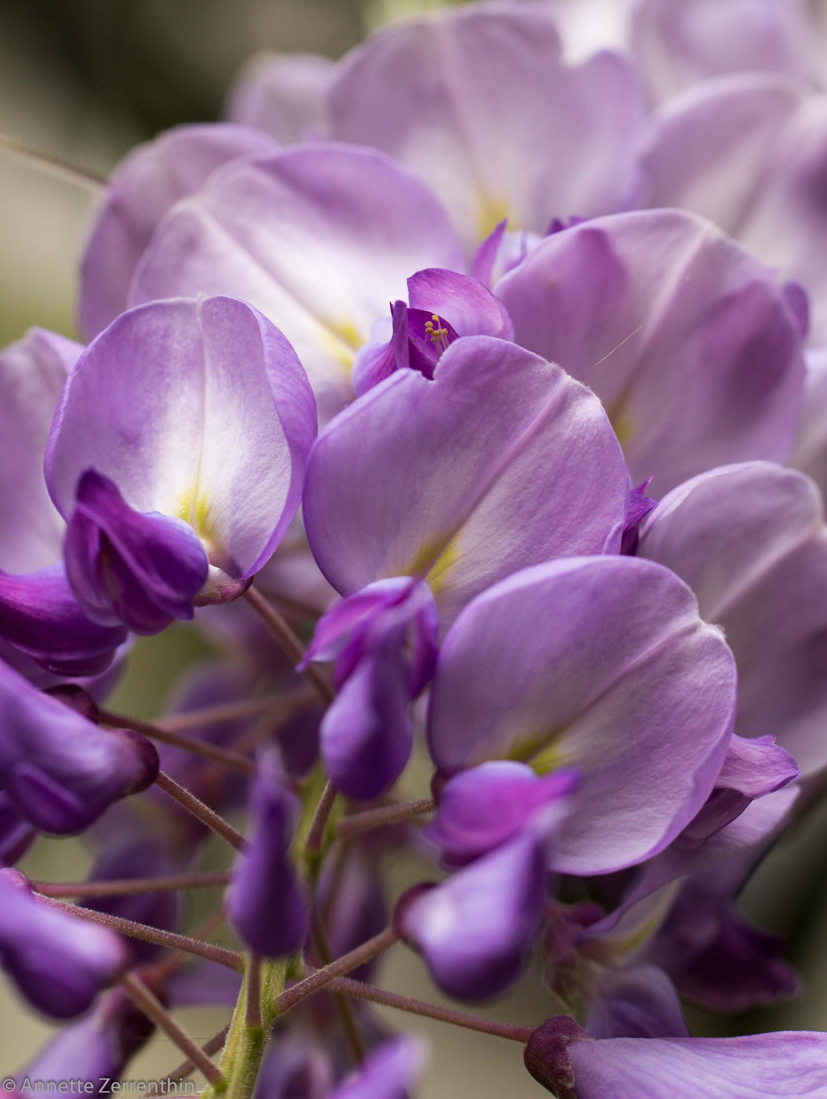 wisteria - purple rain of sensuality