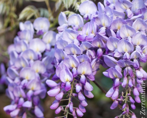 Wisteria Purple Rain Of Sensuality