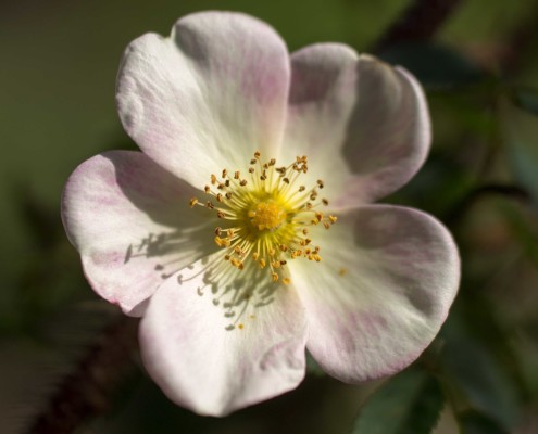 Rosa gallica