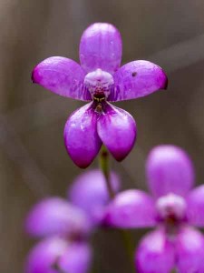 Purple Enamel Orchid_web