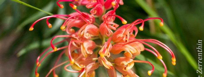 Grevillea superb