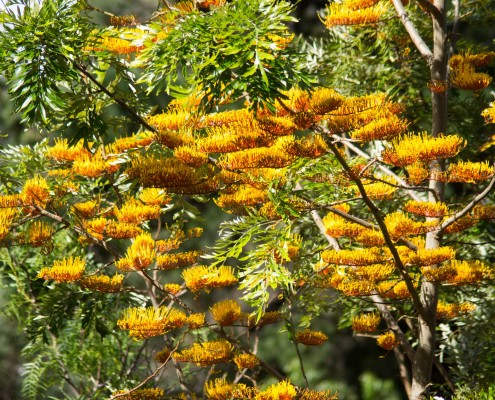 Grevillea robusta - Silky oak