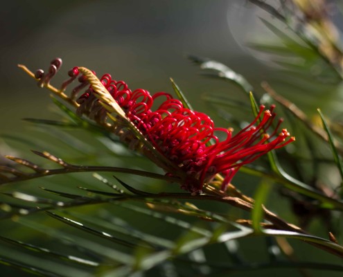 Grevillea