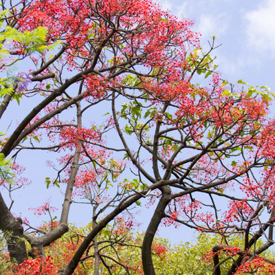 Illawarra Flame Tree