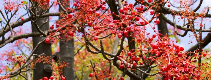 Illawarra Flame Tree