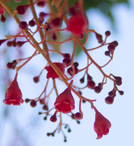 Illawarra Flame Tree