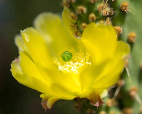 Prickly Pear Cactus