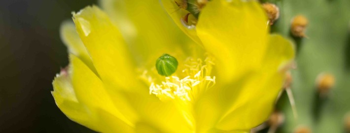 Prickly Pear Cactus