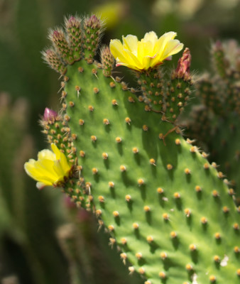 Prickly Pear Cactus