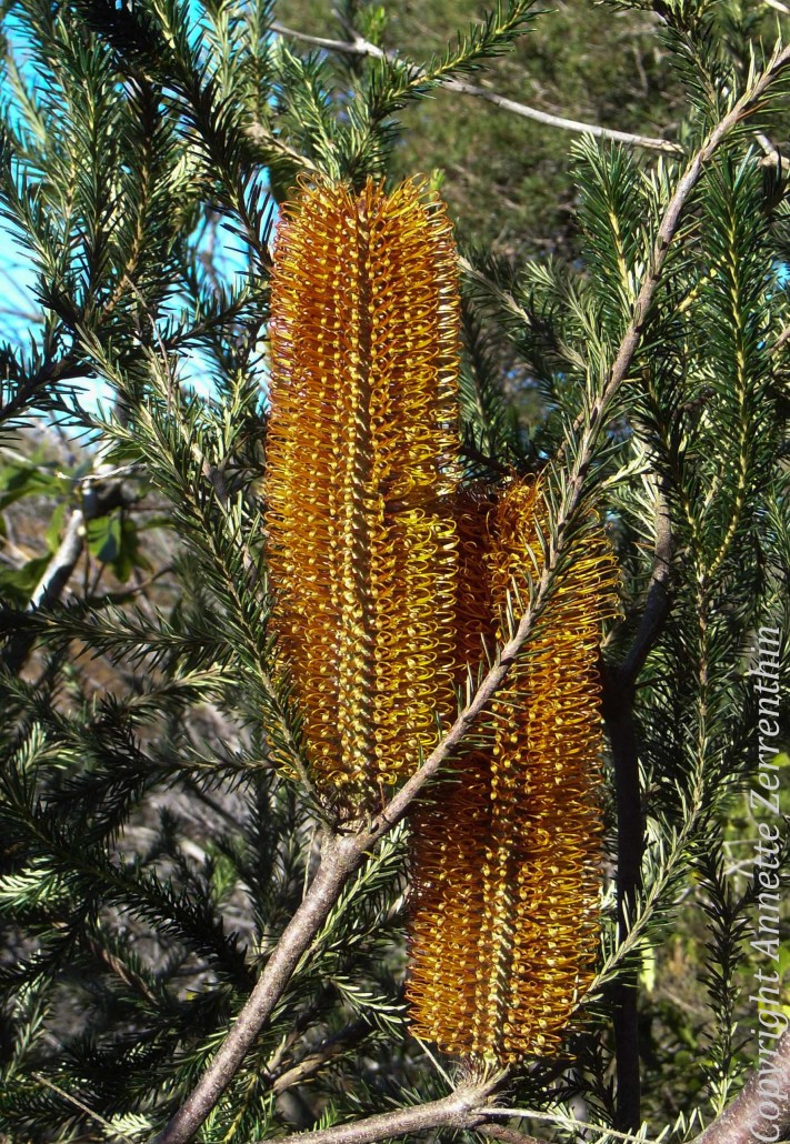 Banksia - Joie de vivre